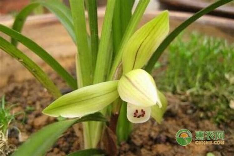 兰花如何催花芽