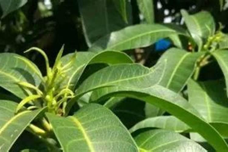 磷酸二氢钾叶面肥什么时候用