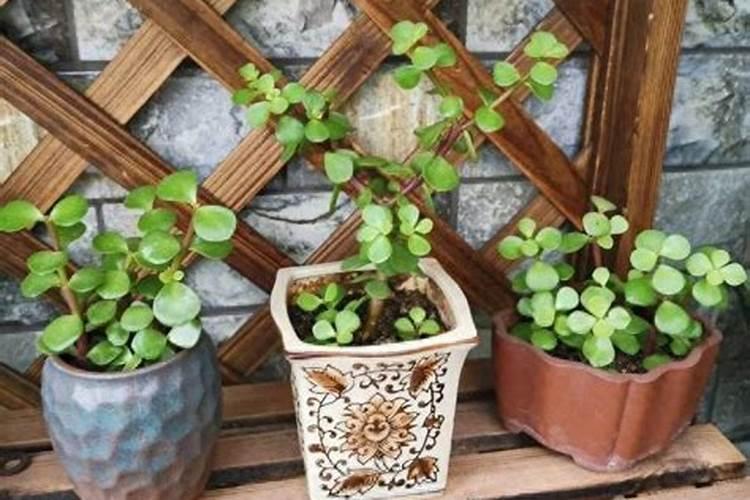 什么肥料能促进枝条生长？