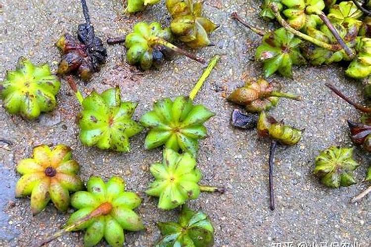 八角树施什么肥料才不、落花,结果又多呢,谢射。