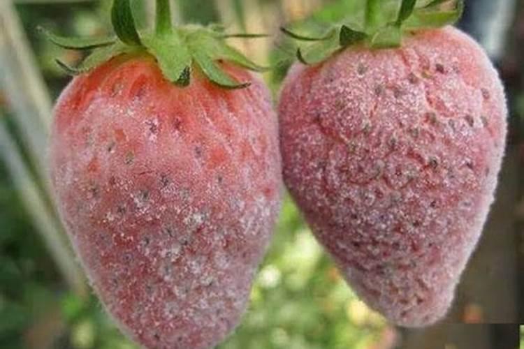 位老师 有哪位了解目前市场上最好的治疗辣椒炭疽病的药？