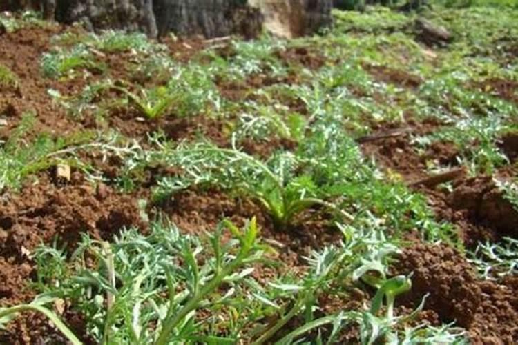 中药材半夏用什么肥料可以生根？中药材半夏壮根肥什么时候施肥？