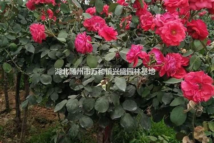 月季开花用什么肥