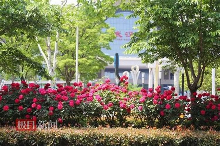 月季怎样喷施叶面肥？