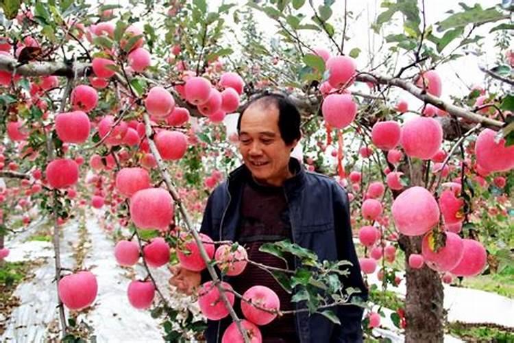 苹果树采摘后施什么肥好