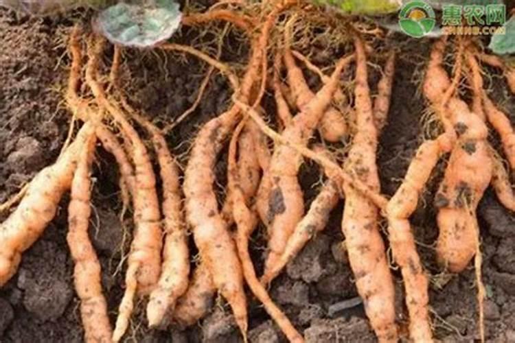 中药材地黄一次冲施多少肥料合适？地黄壮根叶面肥厂家哪家好？