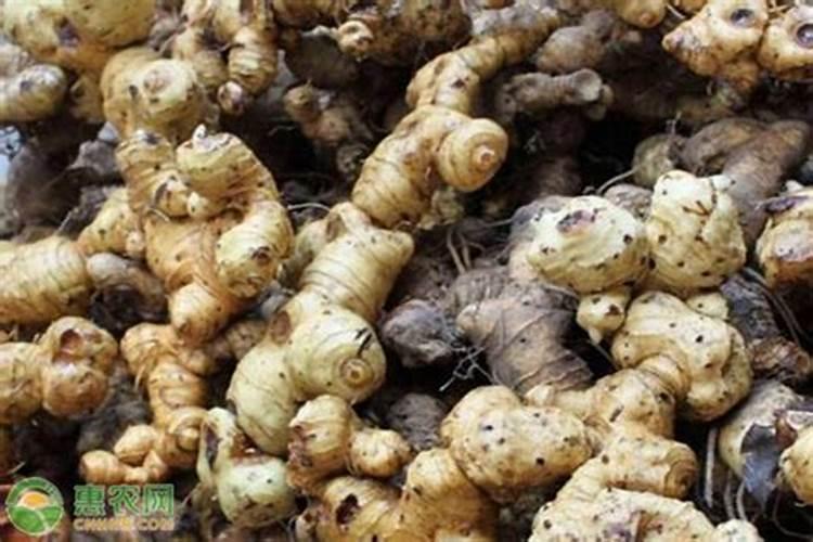 地黄要怎样选地整地？