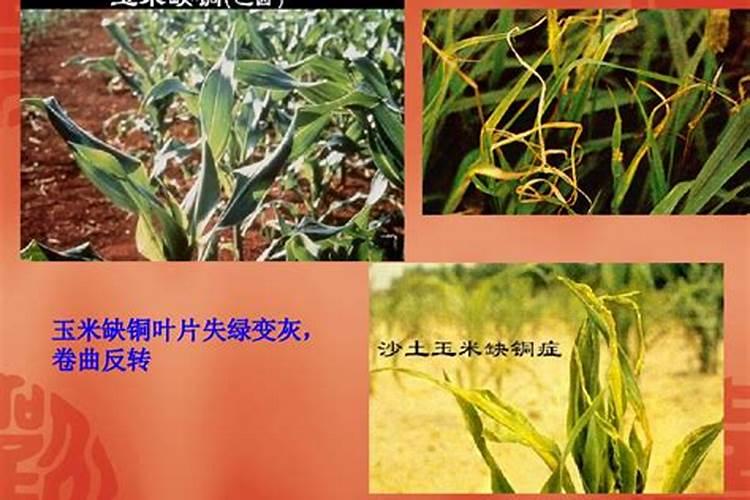 海藻富硒肥一吨多少钱