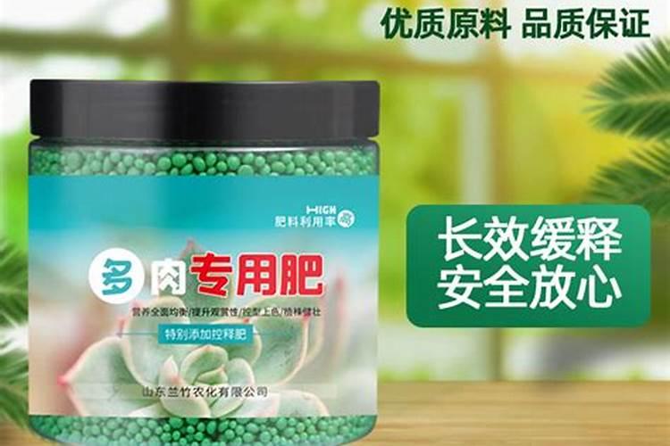 多肉海豹水泡怎么养