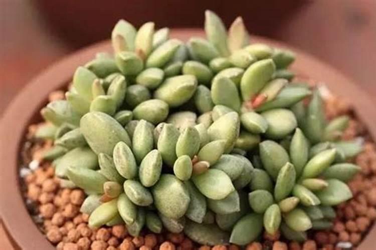 水泡多肉怎么养 水泡多肉应该怎么养