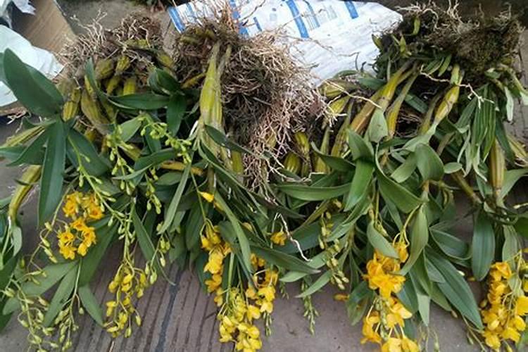 夏天如何养护鼓槌石斛 夏天怎么养护鼓槌石斛