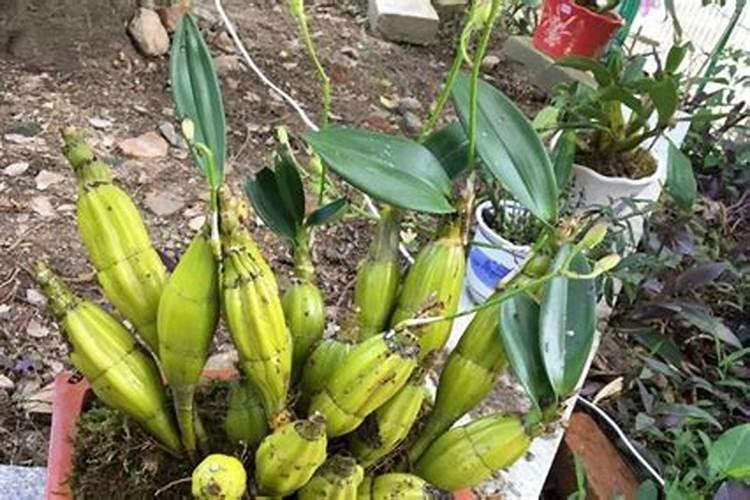 鼓槌石斛怎么养