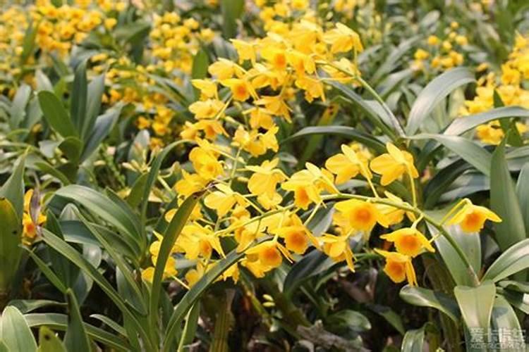 如何养好鼓槌石斛 养好鼓槌石斛的方法