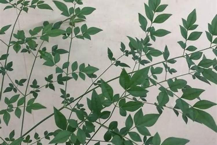 红叶南天竹的养殖方法(南天竹种植方法介绍一下)