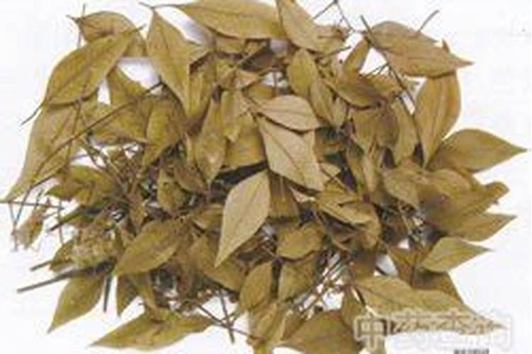 红叶南天竹的养殖方法