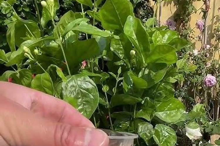 养花买什么肥料最好、绿植用营养液好还是肥料好