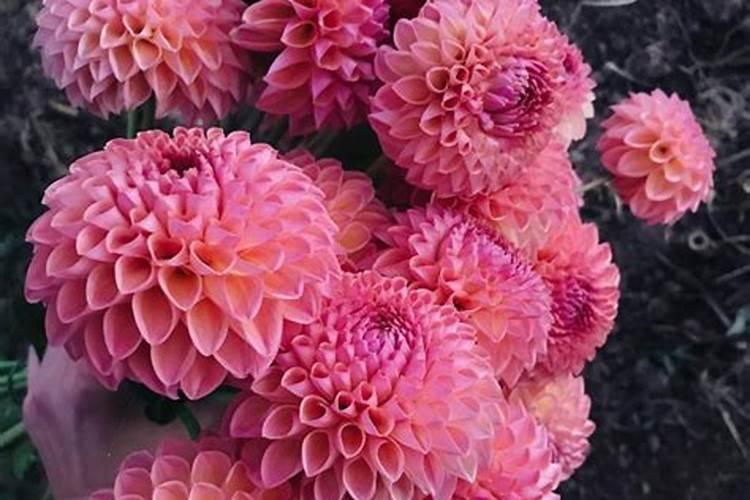 请问玉米乳熟期和蜡熟期是什么时候？