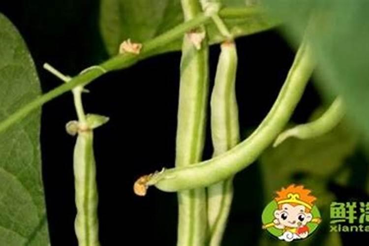 芸豆开花后冲什么肥料