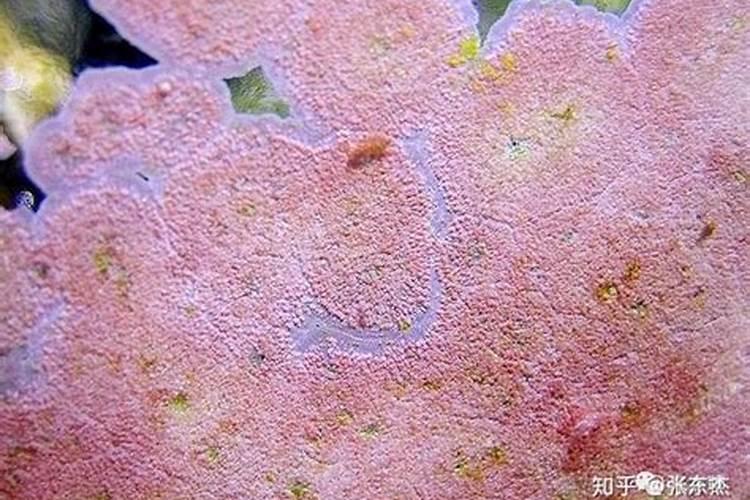 碳酶海藻鱼蛋白什么时候使用最好