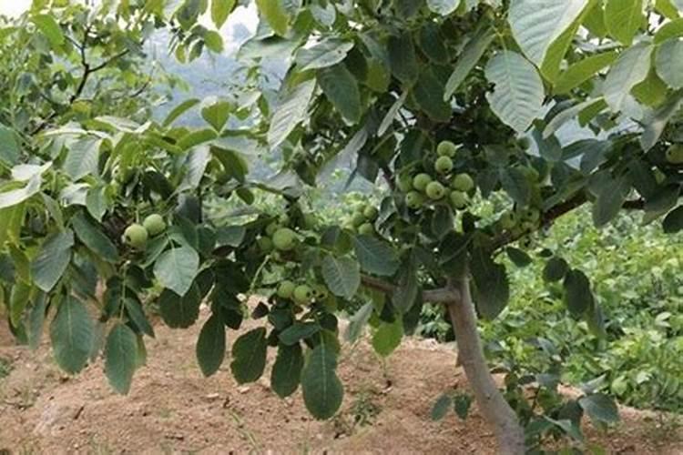 核桃施肥的基本标准是什么