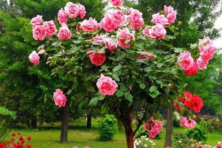 月季花施肥方法怎样给月季花施肥