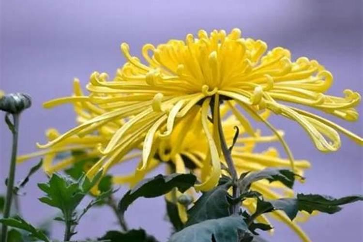 盆栽的菊花施什么肥料