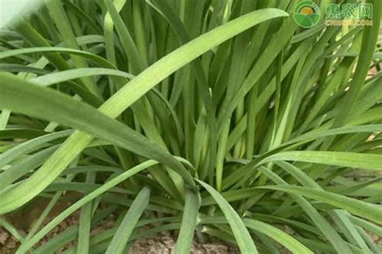 让树木快速生长的肥料 树木施肥方法