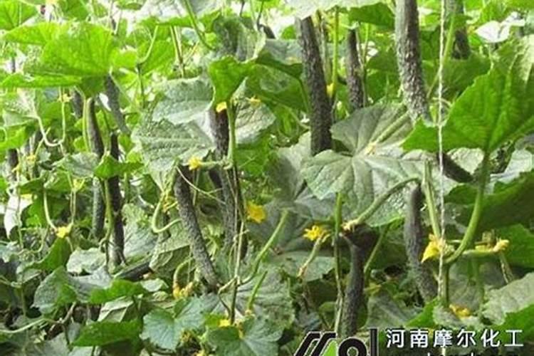 水果黄瓜如何施肥