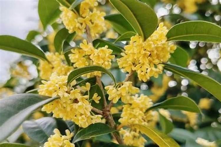 桂花树移栽一年了不长叶子怎么办