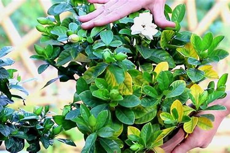 土豆膨大用什么比较好？