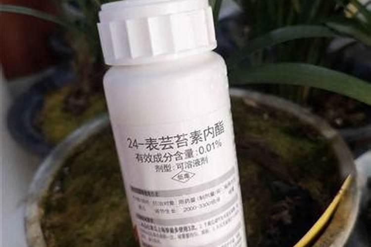 芸苔素内酯使用方法与用量