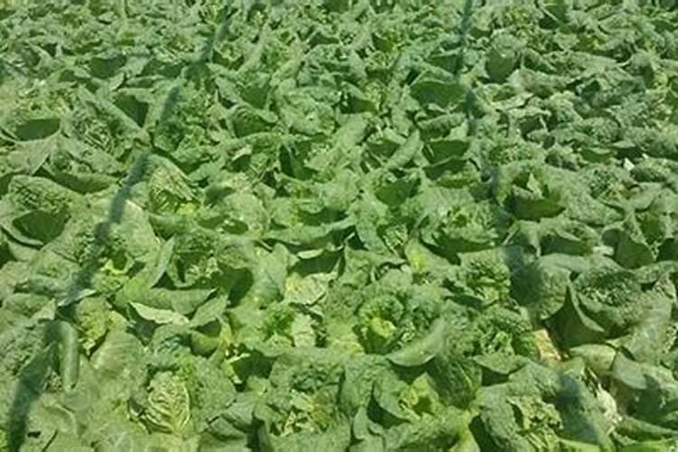 核桃壳能直接做肥料养花吗