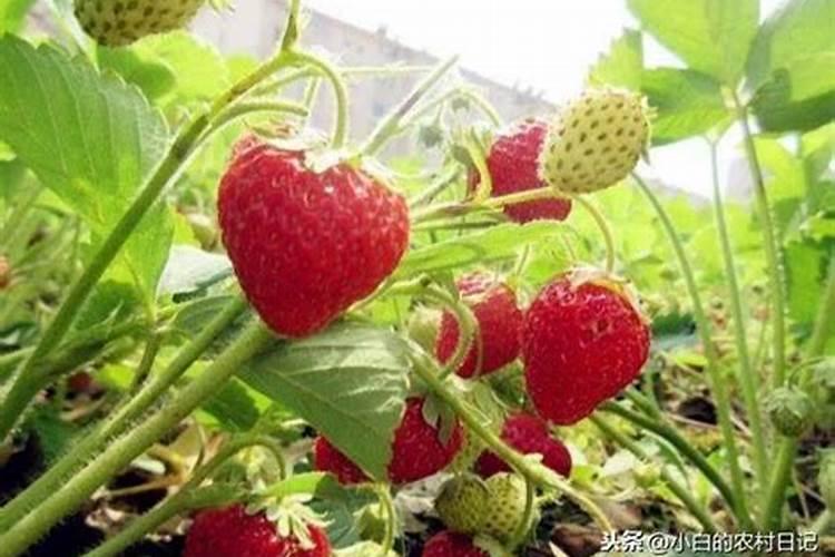 豇豆追肥用什么肥料好？