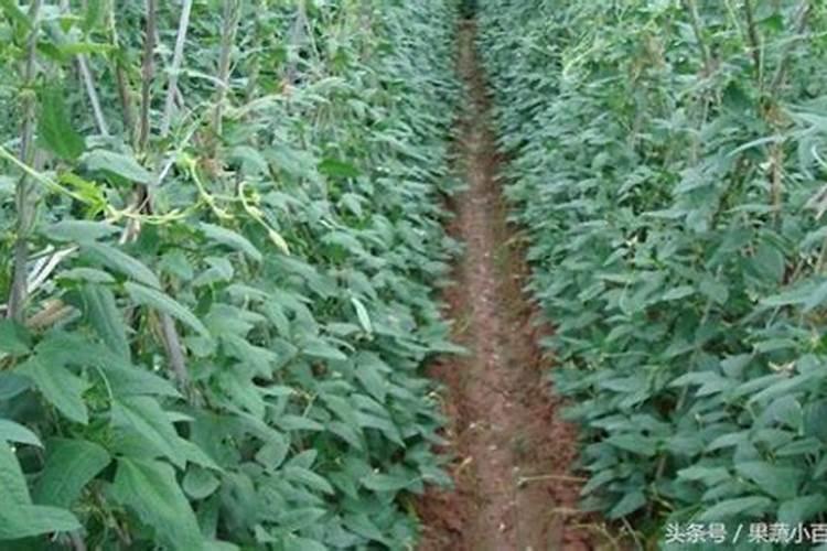 种豆角用什么肥料最好