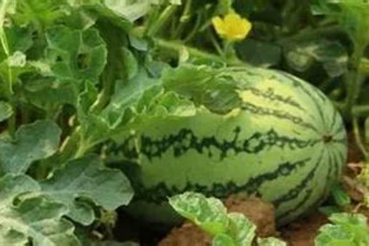 一亩地用多少硼肥 如何正确施硼肥