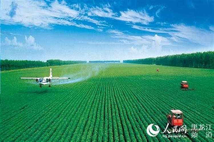 幸福树专用肥料