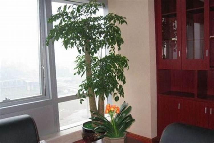 幸福树冬季浇水施肥方法 幸福树冬季如何浇水施肥