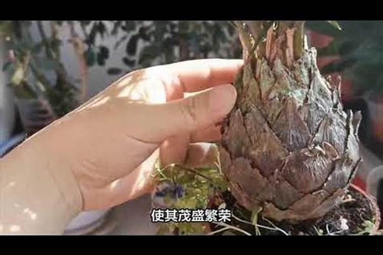铁树用什么肥料比较好