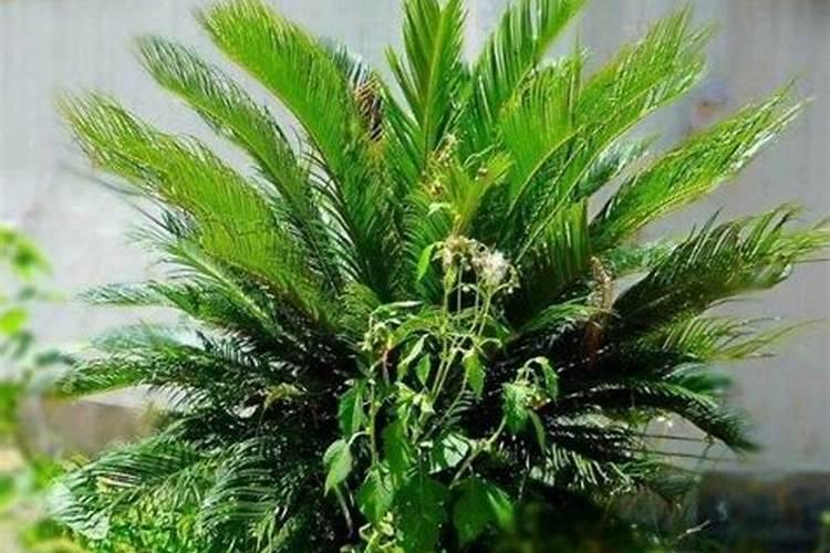 铁树施什么肥最好