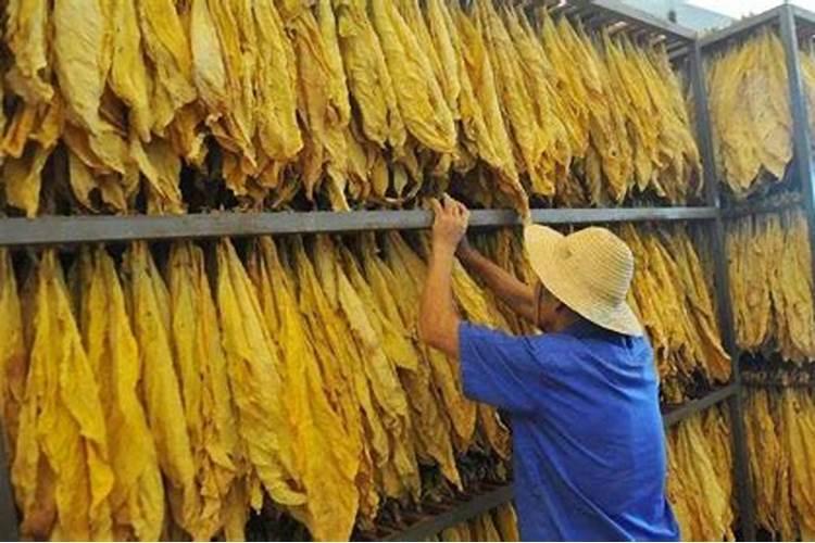 缺少氮磷钾肥分别有什么现象