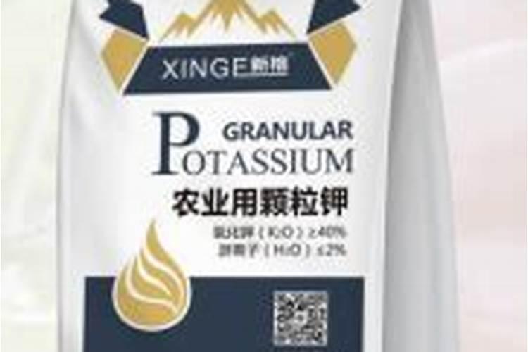 银杏树移栽后的养护