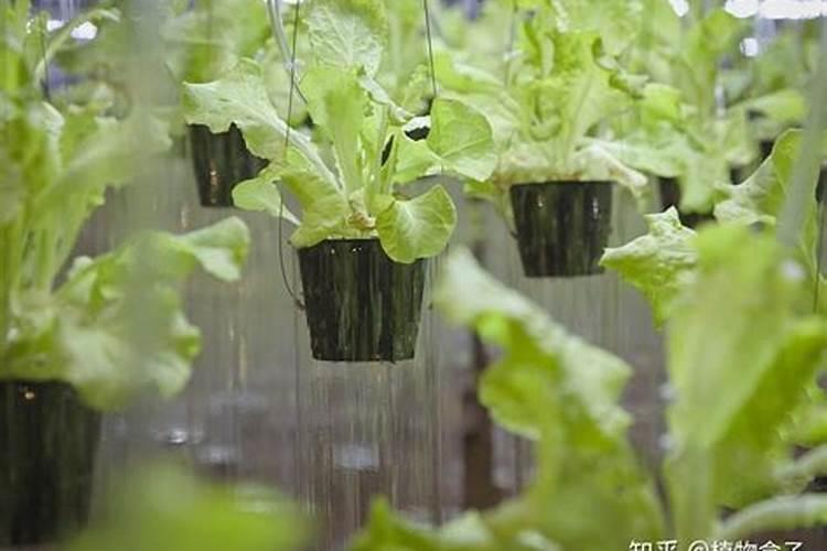 水培植物增氧与增肥的方法介绍