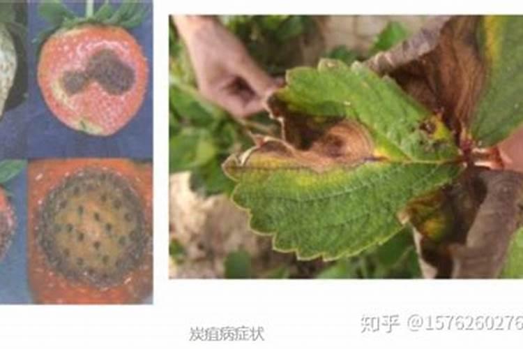 炭疽病最好的杀菌剂