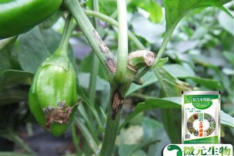 炭疽病用什么农药最好