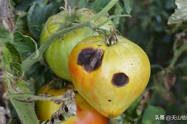 辣椒炭疽病的防治方法