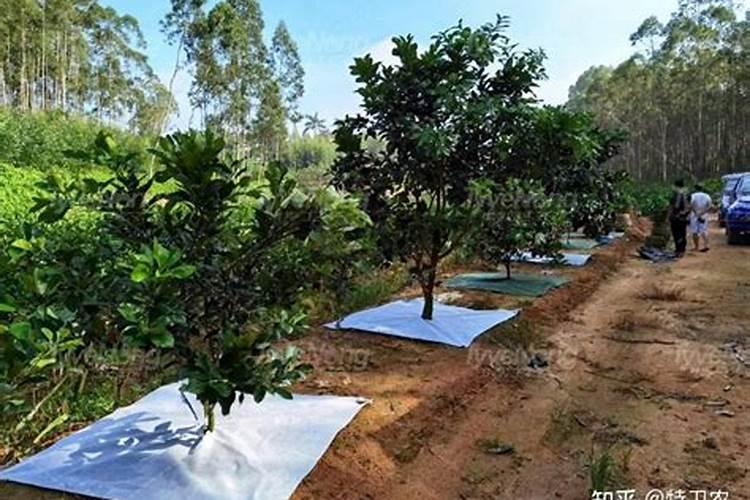 果树促花使用什么叶面肥？果树叶面肥喷施需要注意事项？