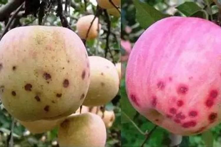 苹果苦豆病怎样防治？