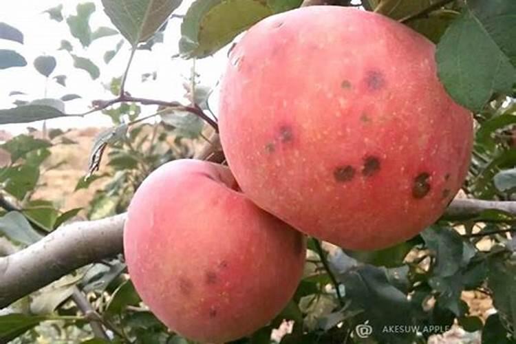 苹果苦痘病用肥料好