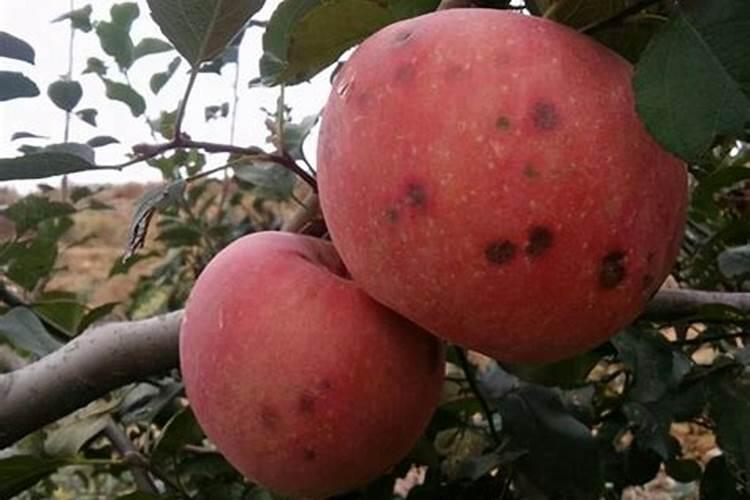 苹果苦痘病防治方法
