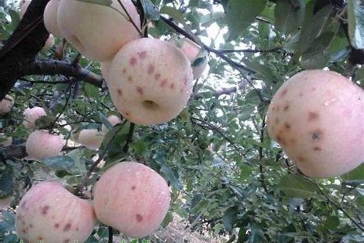 苹果苦痘病用药方案